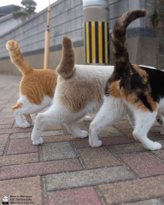 Illustration de l'article : 14 photos de chats qui coordonnent leurs mimiques &agrave; la perfection (ou presque)