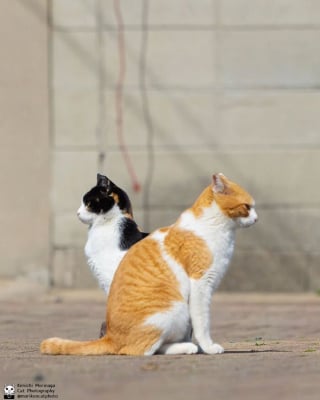 Illustration de l'article : 14 photos de chats qui coordonnent leurs mimiques &agrave; la perfection (ou presque)