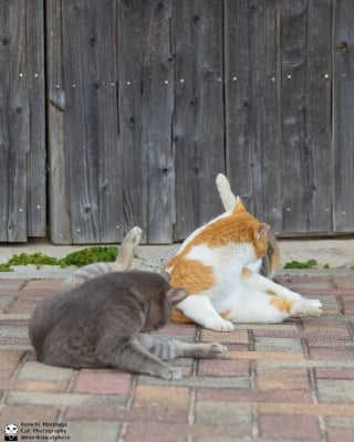 Illustration de l'article : 14 photos de chats qui coordonnent leurs mimiques &agrave; la perfection (ou presque)