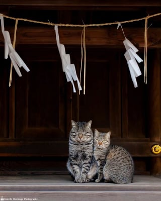 Illustration de l'article : 14 photos de chats qui coordonnent leurs mimiques &agrave; la perfection (ou presque)