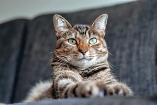 Illustration de l'article : Les chats purgent leurs boules de poils naturellement sans danger, vrai ou faux ?