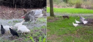 Illustration de l'article : Un chat de ferme fascine les dindes et les poules qui le suivent partout comme leur leader (vid&eacute;o)
