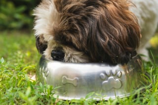Illustration de l'article : Pourquoi votre chien pousse-t-il sa gamelle avec son museau ?