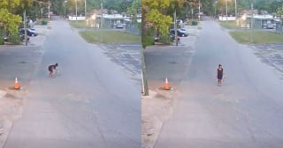 Illustration de l'article : Un petit chien errant en qu&ecirc;te de nourriture est victime de coups de pied et jet&eacute; sur le bitume, la police arr&ecirc;te sa tortionnaire