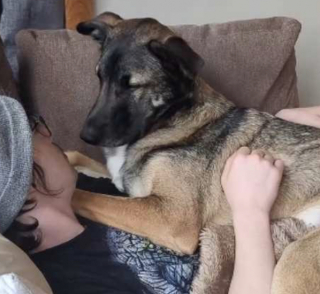Illustration de l'article : Ce chien de 34 kilogrammes se prend pour un b&eacute;b&eacute; lorsqu&rsquo;il se blottit sur le canap&eacute; tout contre son propri&eacute;taire