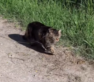 Illustration de l'article : Cette chatte baroudeuse accompagne son ma&icirc;tre &agrave; pied de Marne-la-Vall&eacute;e &agrave; Strasbourg et l&rsquo;aide &agrave; surmonter sa d&eacute;pression