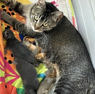 Illustration de l'article : Apr&egrave;s la perte de ses chatons, une chatte accepte de devenir la m&egrave;re adoptive de 2 &eacute;cureuils orphelins (vid&eacute;o)
