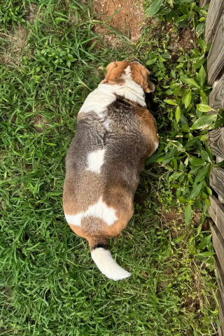 Illustration de l'article : Suraliment&eacute; par sa ma&icirc;tresse atteinte de d&eacute;mence, un Beagle ob&egrave;se perd 9 kg gr&acirc;ce au soutien de sa petite-fille (vid&eacute;o)