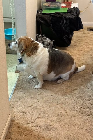 Illustration de l'article : Suraliment&eacute; par sa ma&icirc;tresse atteinte de d&eacute;mence, un Beagle ob&egrave;se perd 9 kg gr&acirc;ce au soutien de sa petite-fille (vid&eacute;o)