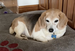 Illustration de l'article : Suraliment&eacute; par sa ma&icirc;tresse atteinte de d&eacute;mence, un Beagle ob&egrave;se perd 9 kg gr&acirc;ce au soutien de sa petite-fille (vid&eacute;o)
