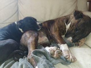 Illustration de l'article : &laquo; Shorri conviendrait parfaitement &agrave; une personne ou une famille dynamique &raquo;, ce Bull Terrier plein de qualit&eacute;s cherche des adoptants aimants