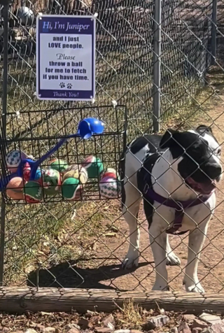 Illustration de l'article : Une livreuse solitaire &eacute;mue par un Pitbull qui l&rsquo;invite &agrave; jouer &agrave; la balle et transforme une livraison en moment inoubliable (vid&eacute;o)