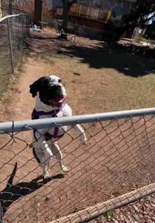 Illustration de l'article : Une livreuse solitaire &eacute;mue par un Pitbull qui l&rsquo;invite &agrave; jouer &agrave; la balle et transforme une livraison en moment inoubliable (vid&eacute;o)