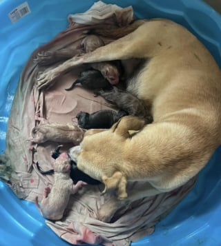 Illustration de l'article : Sauv&eacute;e de l&rsquo;euthanasie, une chienne met au monde 9 chiots quelques heures apr&egrave;s son arriv&eacute;e en famille d&rsquo;accueil