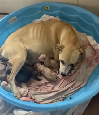 Illustration de l'article : Sauv&eacute;e de l&rsquo;euthanasie, une chienne met au monde 9 chiots quelques heures apr&egrave;s son arriv&eacute;e en famille d&rsquo;accueil