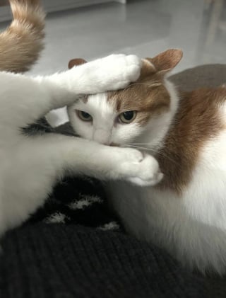 Illustration de l'article : 15 photos de chats dans des positions &eacute;tranges ou improbables