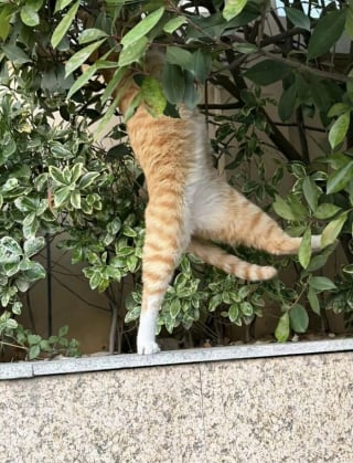 Illustration de l'article : 15 photos de chats dans des positions &eacute;tranges ou improbables