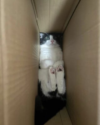 Illustration de l'article : 15 photos de chats dans des positions &eacute;tranges ou improbables