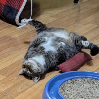 Illustration de l'article : 15 photos de chats dans des positions &eacute;tranges ou improbables