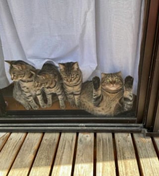 Illustration de l'article : 15 photos de chats dans des positions &eacute;tranges ou improbables