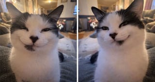 Illustration de l'article : 15 photos de chats dans des positions &eacute;tranges ou improbables