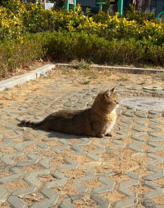 Illustration de l'article : 15 photos de chats dans des positions &eacute;tranges ou improbables