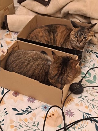 Illustration de l'article : 15 photos de chats dans des positions &eacute;tranges ou improbables