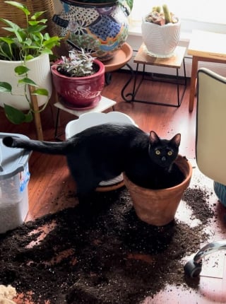 Illustration de l'article : 15 photos de chats dans des positions &eacute;tranges ou improbables