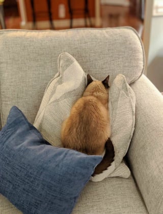Illustration de l'article : 15 photos de chats dans des positions &eacute;tranges ou improbables