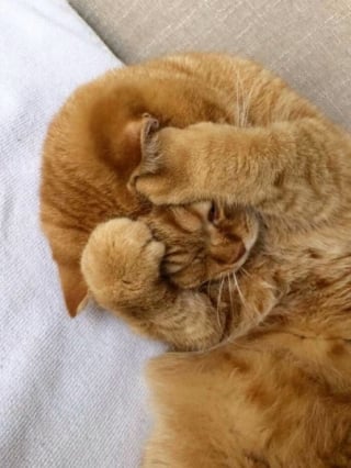 Illustration de l'article : 15 photos de chats dans des positions &eacute;tranges ou improbables