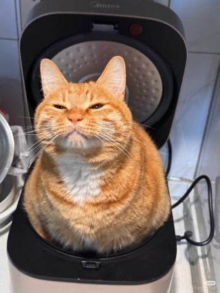 Illustration de l'article : 15 photos de chats dans des positions &eacute;tranges ou improbables
