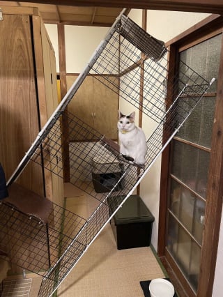 Illustration de l'article : 15 photos de chats dans des positions &eacute;tranges ou improbables
