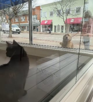Illustration de l'article : Ce Golden Retriever r&eacute;alise son r&ecirc;ve en rencontrant les chats du refuge qu&rsquo;il observe chaque jour par la fen&ecirc;tre (vid&eacute;o)