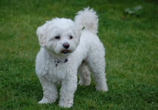 Illustration de l'article : 8 races de chiens qui gardent leur charme de chiot toute leur vie