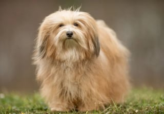 Illustration de l'article : 8 races de chiens qui gardent leur charme de chiot toute leur vie