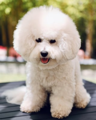 Illustration de l'article : 8 races de chiens qui gardent leur charme de chiot toute leur vie