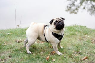 Illustration de l'article : 8 races de chiens qui gardent leur charme de chiot toute leur vie