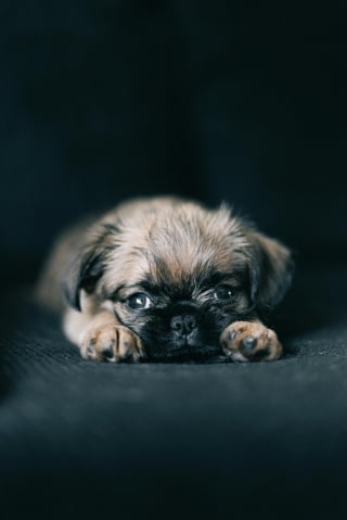 Illustration de l'article : 8 races de chiens qui gardent leur charme de chiot toute leur vie