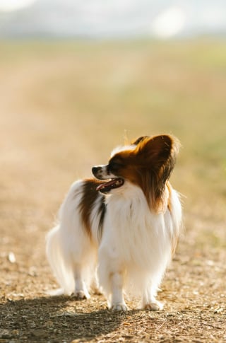 Illustration de l'article : 8 races de chiens qui gardent leur charme de chiot toute leur vie