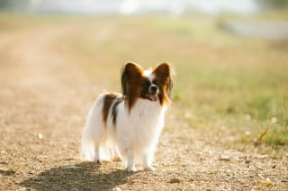 Illustration de l'article : 8 races de chiens qui gardent leur charme de chiot toute leur vie