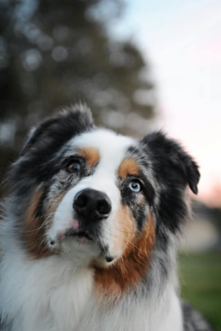 Illustration de l'article : 8 races de chiens endurants sur les longues randonn&eacute;es
