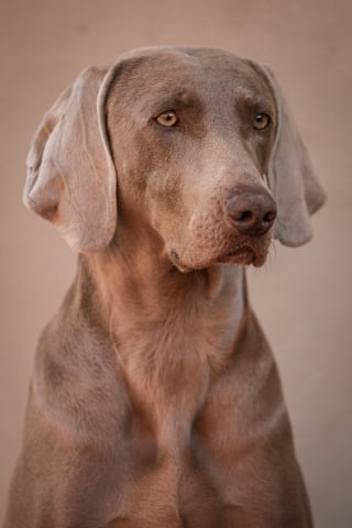 Illustration de l'article : 8 races de chiens endurants sur les longues randonn&eacute;es