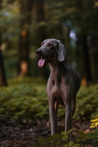 Illustration de l'article : 8 races de chiens endurants sur les longues randonn&eacute;es