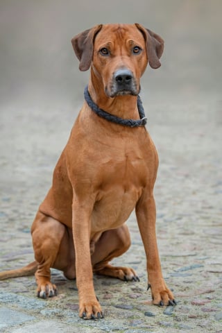 Illustration de l'article : 8 races de chiens endurants sur les longues randonn&eacute;es