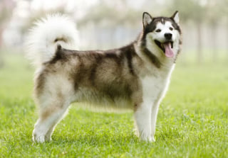 Illustration de l'article : 8 races de chiens endurants sur les longues randonn&eacute;es
