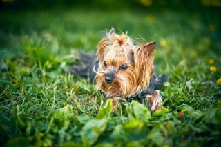 Illustration de l'article : 5 raisons qui poussent votre chien &agrave; manger de l&rsquo;herbe