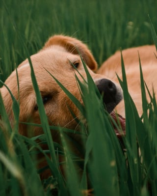 Illustration de l'article : 5 raisons qui poussent votre chien &agrave; manger de l&rsquo;herbe