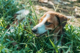 Illustration de l'article : 5 raisons qui poussent votre chien &agrave; manger de l&rsquo;herbe