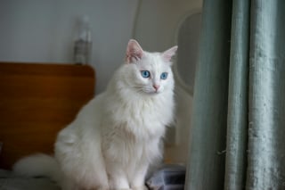 Illustration de l'article : 8 races de chats aux yeux bleus captivants