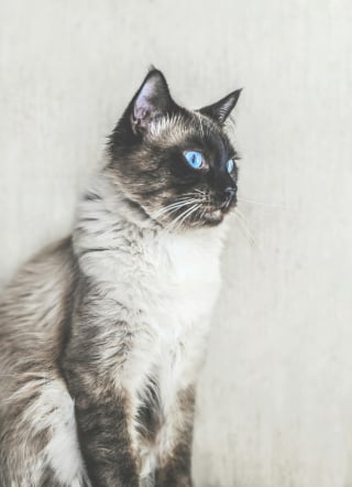 Illustration de l'article : 8 races de chats aux yeux bleus captivants